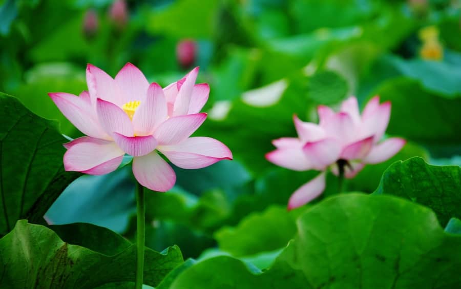 Hoa đẹp Việt Nam: Hãy chiêm ngưỡng vẻ đẹp tuyệt vời của hoa Việt Nam trong hình ảnh này. Hoa trong hình giúp chúng ta cảm nhận được mùa xuân đang đến gần, khi cây cối phát triển và nở hoa rực rỡ. Đó là sự tươi vui và hạnh phúc cho người yêu hoa, cũng như thúc đẩy tinh thần và sự tưởng tượng của bạn.